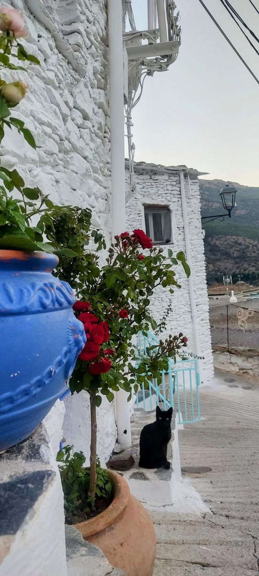 La Maestra Villa Trevélez Dış mekan fotoğraf
